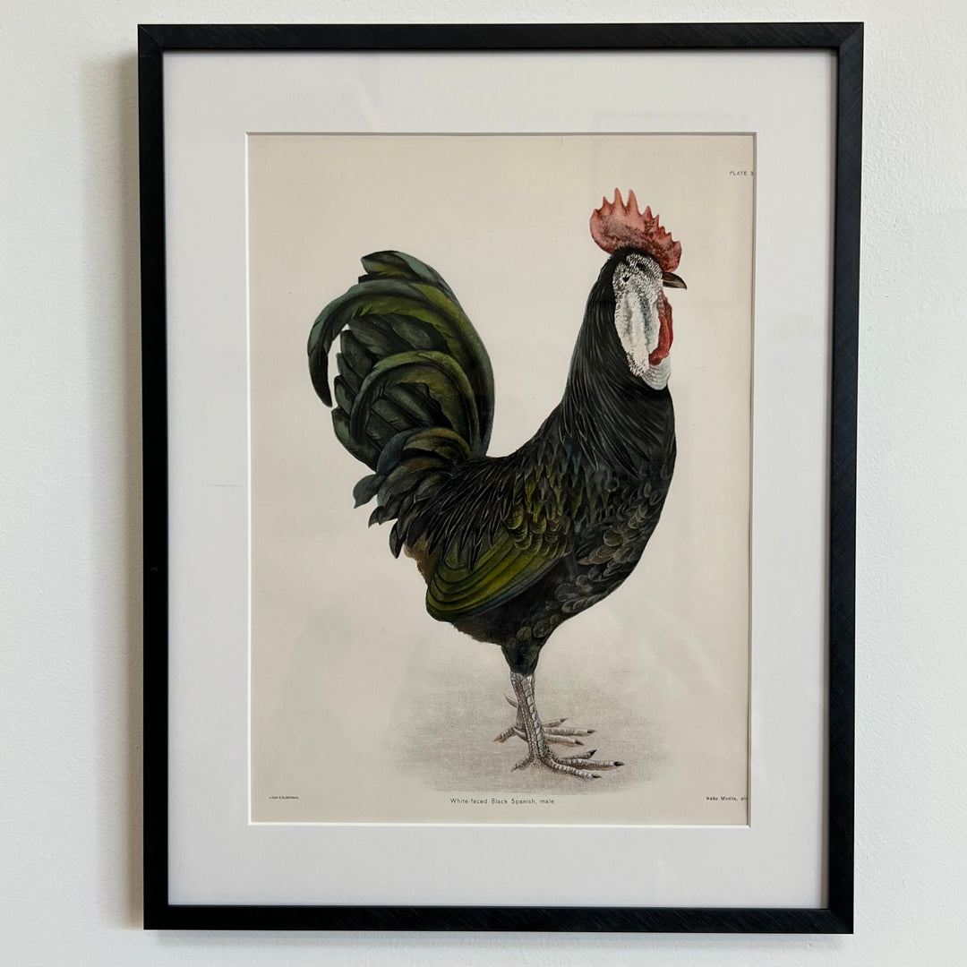 Original 1909 Kako Morita Chicken Lithograph (Plate 3)