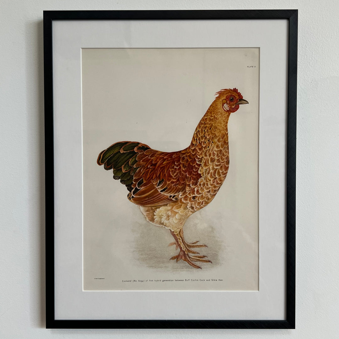 Original 1909 Kako Morita Chicken Lithograph (Plate 9)