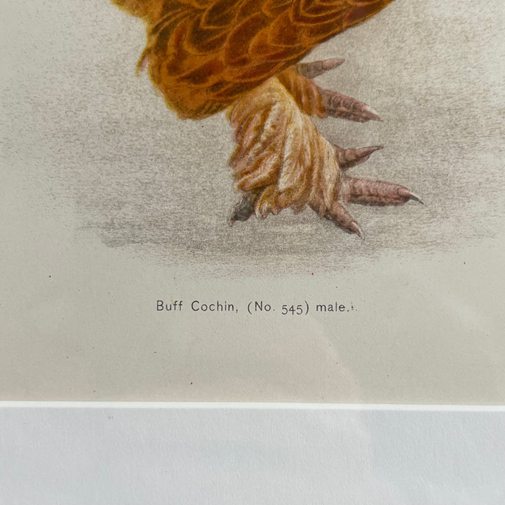 Original 1909 Kako Morita Chicken Lithograph (Plate 7)